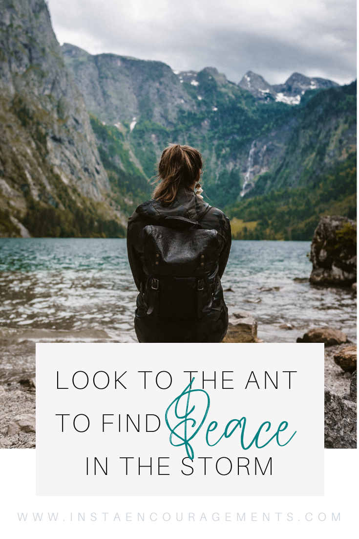 ​Look to the Ant to Know #Peace When the Storms Come: A young man applied for a job as a farmhand. When asked for his qualifications, he said, 